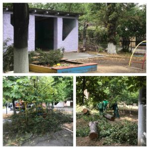 Defrișarea copacilor uscați și bolnavi