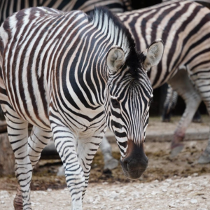 ÎM „Grădina Zoologică” împlinește 45 de ani de la fondare